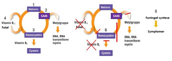 S-totalhomocystein er beste måten å kontrollere folsyre- og B12 status